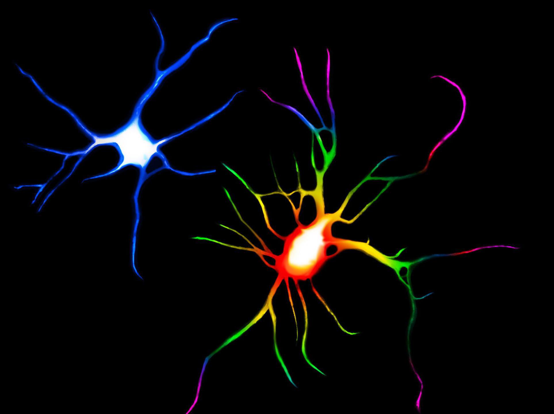Ratas de crecimiento cerebral Ratas de crecimiento cerebral