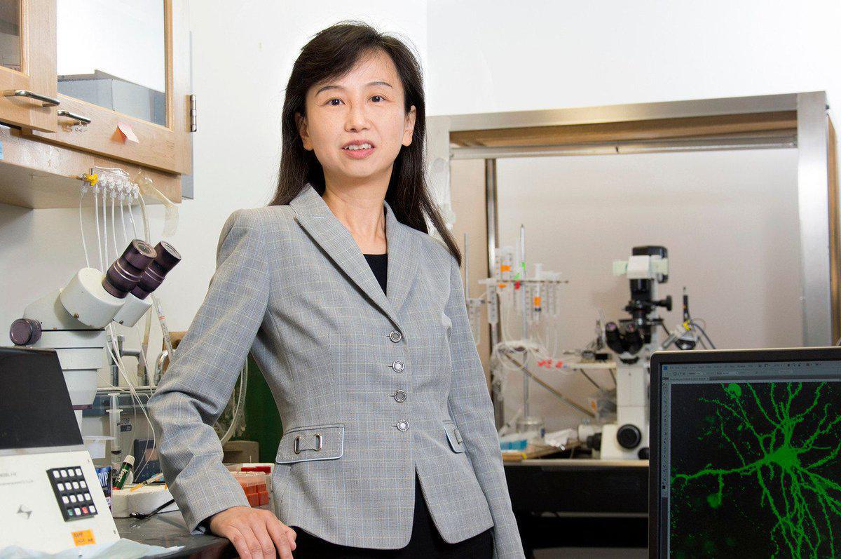 Zhen Yan, profesora del Departamento de Fisiología y Biofísica Escuela Jacobs de Medicina y Ciencias Biomédicas. Imagen: University at Buffalo.