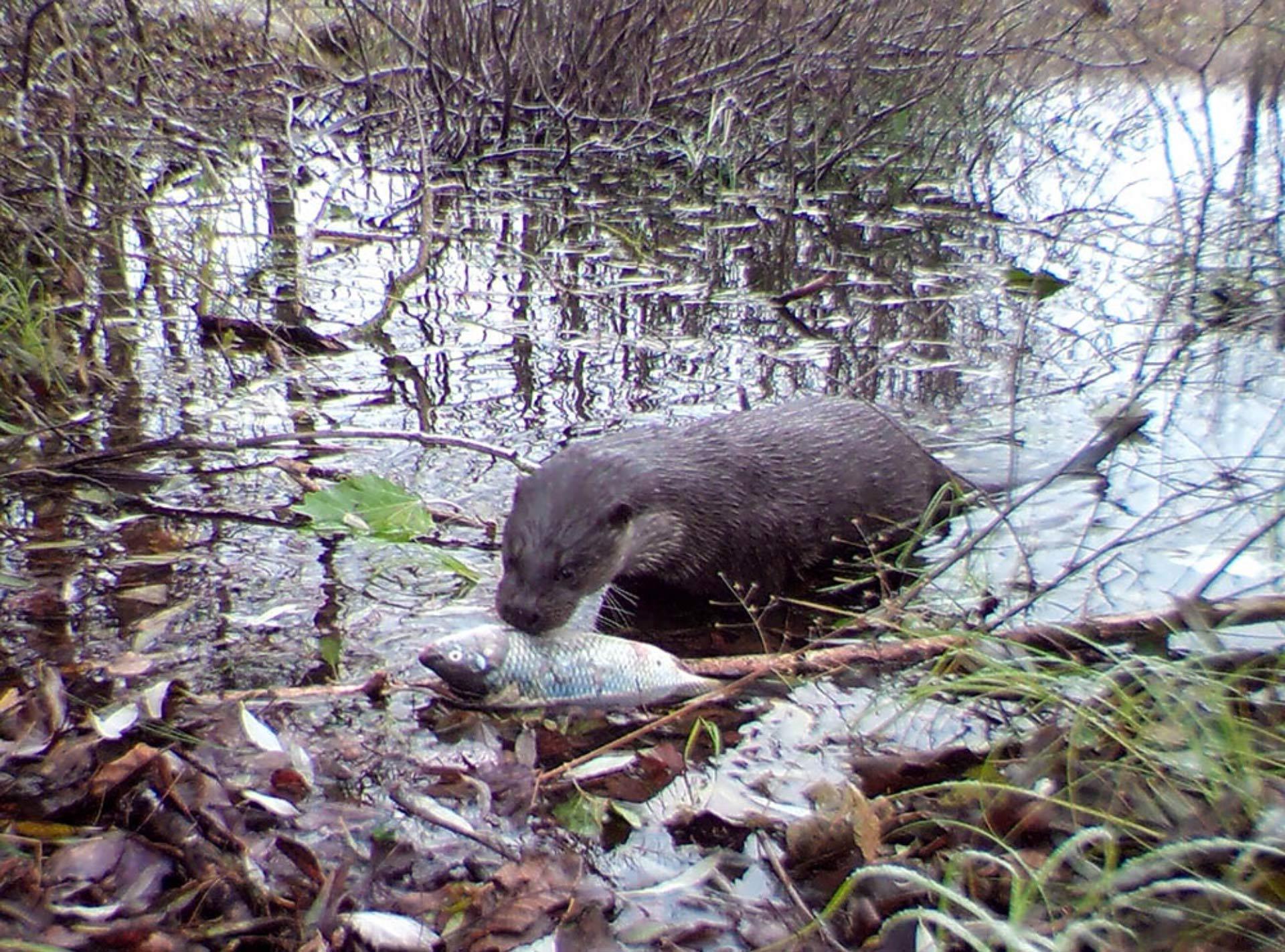 La nutria de Eurasia se prepara para un festín en el canal, captada por las cámaras utilizadas en esta investigación. Foto: UGA
