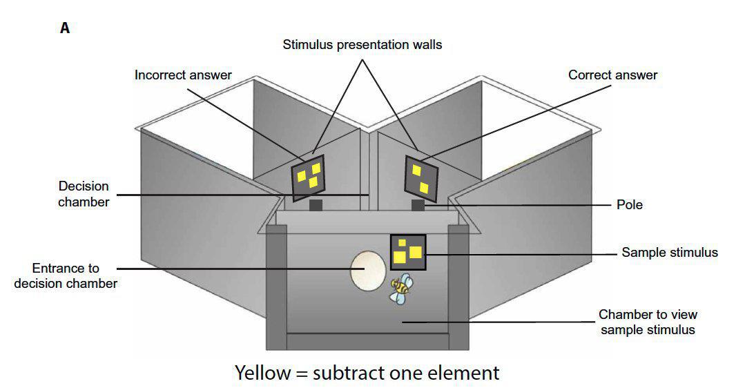 Este gráfico refleja uno de los dos aspectos del laberinto: el de los símbolos visuales con elementos amarillos. La abeja tiene que escoger, en este caso, el símbolo visual con menos elementos amarillos para acceder al camino que le lleva al agua azucarada. Si los símbolos fueran de color azul, el camino correcto sería el elemento visual con más elementos azules. Entender este lenguaje significa que la abeja sabe distinguir el más y el menos, asociado cada uno a dos colores diferentes. Toda una proeza de la naturaleza. Crédito: Howard et al. Nature.