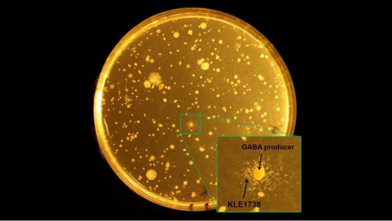 La bacteria KLE1738 depende del ácido gamma-aminobutírico (GABA), un neurotransmisor inhibidor que se encuentra en los sistemas nerviosos centrales de los mamíferos. Cualquier colonia que apoye el crecimiento de KLE1738 es un productor de GABA. Imagen: Philip Strandwitz / Northeastern University.