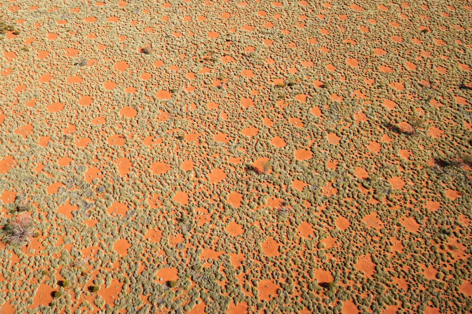 Los círculos de hadas vistos desde el aire. Forman una fuente adicional de agua en esta región árida australiana, porque el agua de lluvia fluye hacia los pastos de los bordes. Foto: Stephan Getzin.