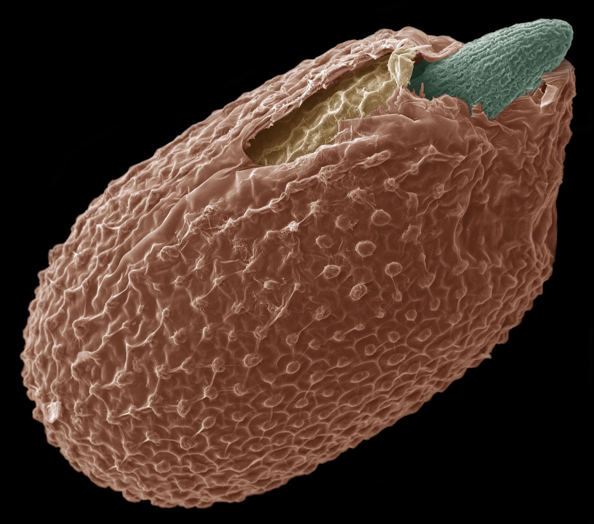 Semilla de Arabidopsis thaliana al inicio de la germinación. (© UNIGE / Sylvain Loubéry)