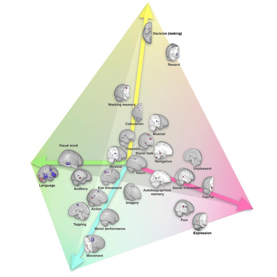 La lateralización de las funciones cerebrales aparecen representadas en un espacio de 4 dimensiones a lo largo del eje de comunicación simbólica (verde), el eje de "percepción / acción" (azul), el eje de emociones (rosa) y la eje de decisión (amarillo). (cc) Karoliset al./ Nature Communications.