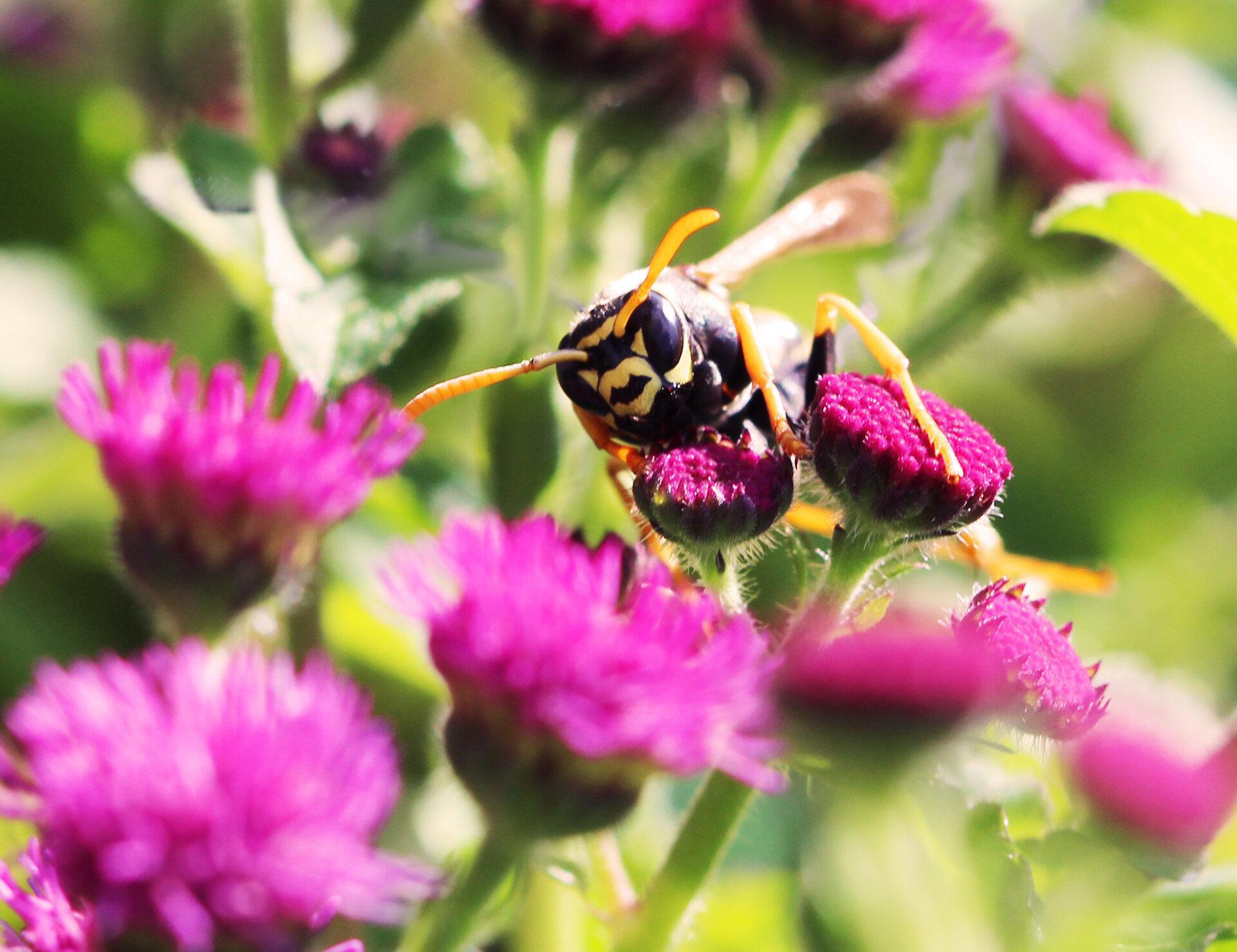 Una avispa cartonera (Polistes dominula) en una flor. Foto: Elizabeth Tibbetts. Universidad de Michigan.
