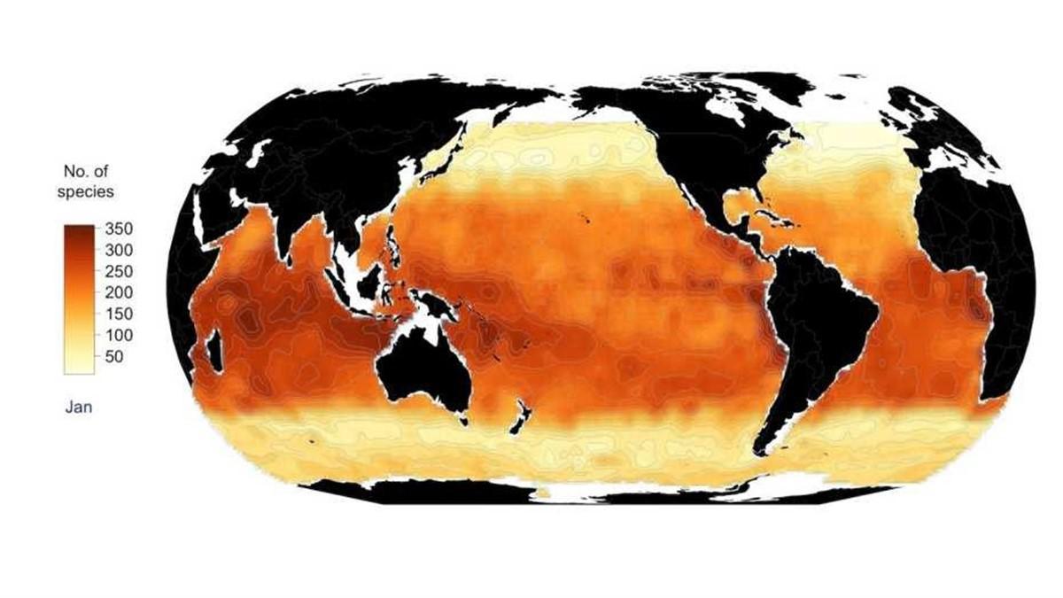 Distribución global del fitoplancton en enero. Las áreas oscuras indican una alta biodiversidad, las áreas de luz son bajas. El número de especies no se determinó para las áreas blancas. (Gráfico: de Righetti et al. Science Advances, 2019)