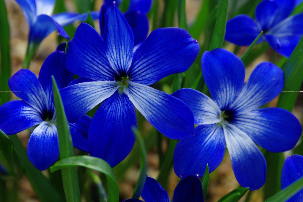 El azafrán chileno, Tecophilaea cyanocrocus, dado por desaparecido en 1950, reapareció en 2001 y hoy está protegido en Gran Bretaña al ser considerada en peligro crítico de extinción por la Unión Internacional para la Conservación de la Naturaleza (UICN). Foto: Richard Wilford. Universidad de Estocolmo.