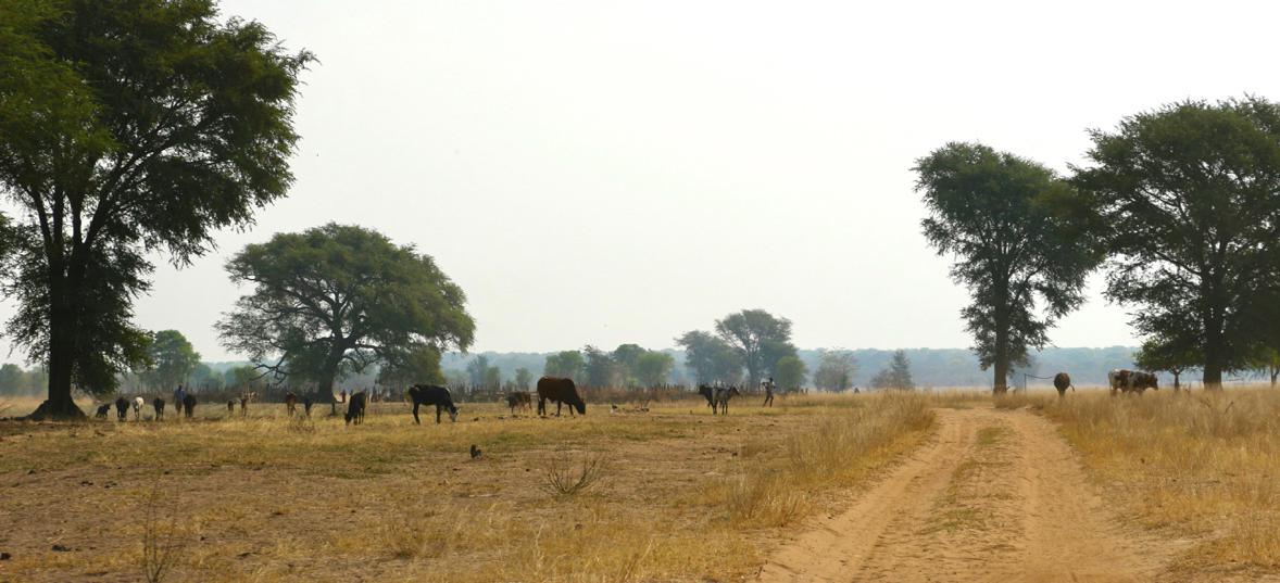 Ganado en Zambia. Andrea Key.