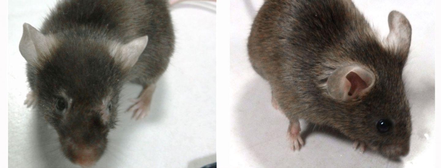 Dos ratones del experimento, viejos y de la misma edad. El de la izquierda, no sometido a terapia, muestra los clásicos signos de envejecimiento biológico. El de la derecha, que ha sufrido modificaciones genéticas en las neuronas GABAérgicas, parece mucho más joven que su edad cronológica. © G. Levi, N. Narboux-Nême - MNHN / CNRS.