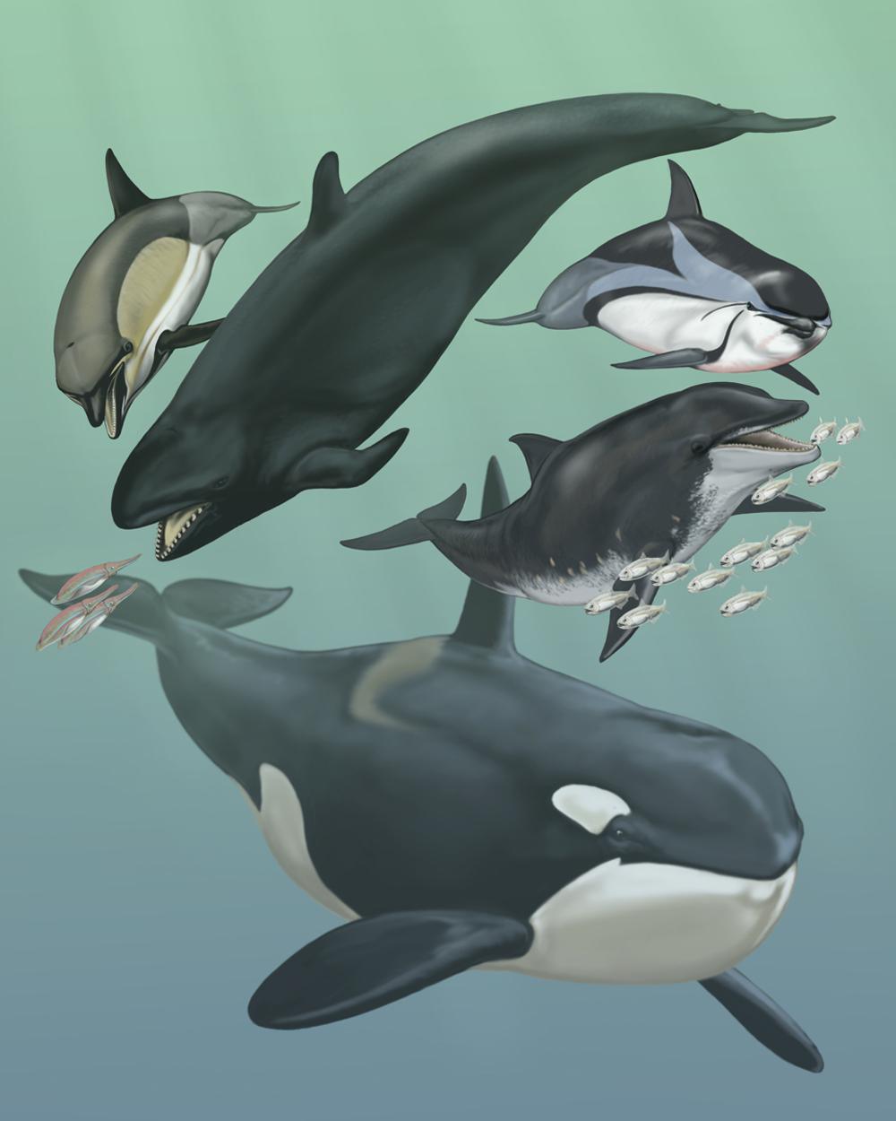 Las ballenas y los delfines descienden de antepasados que viven en tierra. Algunos de sus genes eran superfluos para la vida en el agua. © Carl Buell, @John Gatesy.