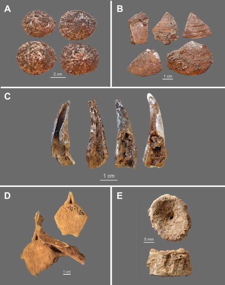 Recursos marinos de Figueira Brava. Las lapas A. B. almejas, C. cangrejo, D. vértebras de delfin E. tiburón. Foto: © AC Nabais M., D Ali et al. 2000 Calles EJP