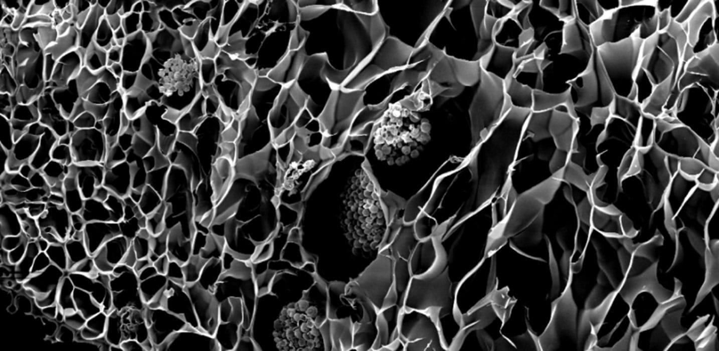 Imagen de los corales biónicos impresos en 3D. University of Cambridge..