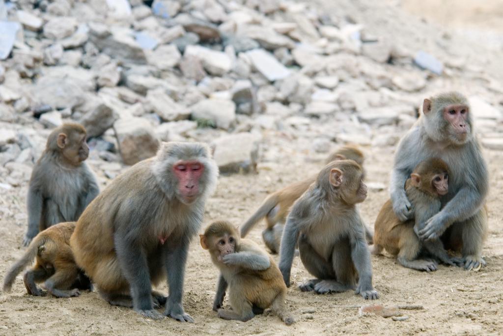 Monos rhesus. Imagen: Paul and Jill. Fuente: Flickr.
