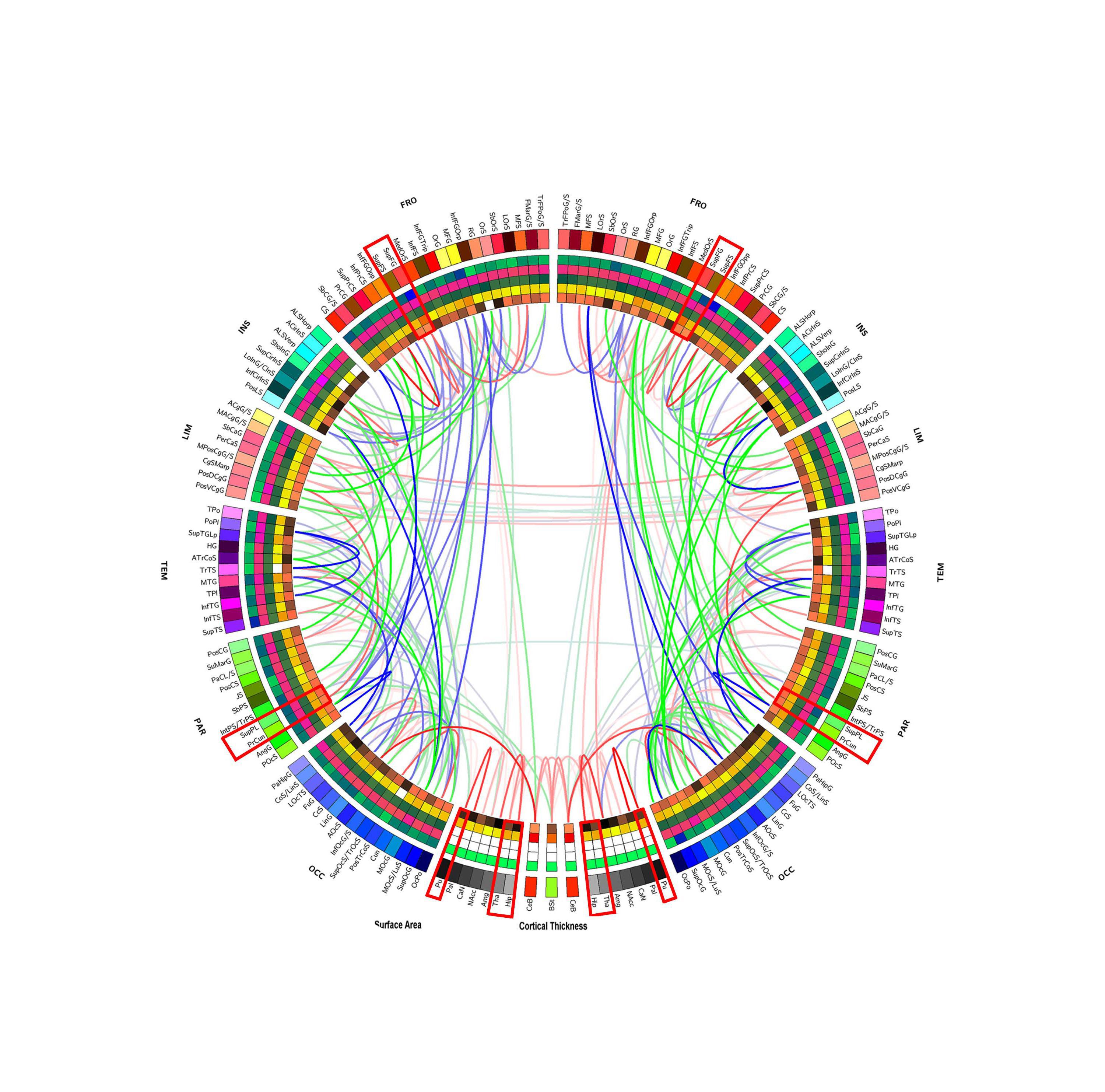 Representación gráfica de la conectividad de la materia blanca en el cerebro humano. Fuente: USC Institute for Neuroimaging and Informatics.