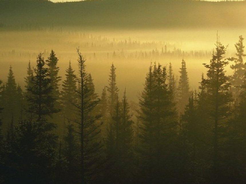 Bosque europeo