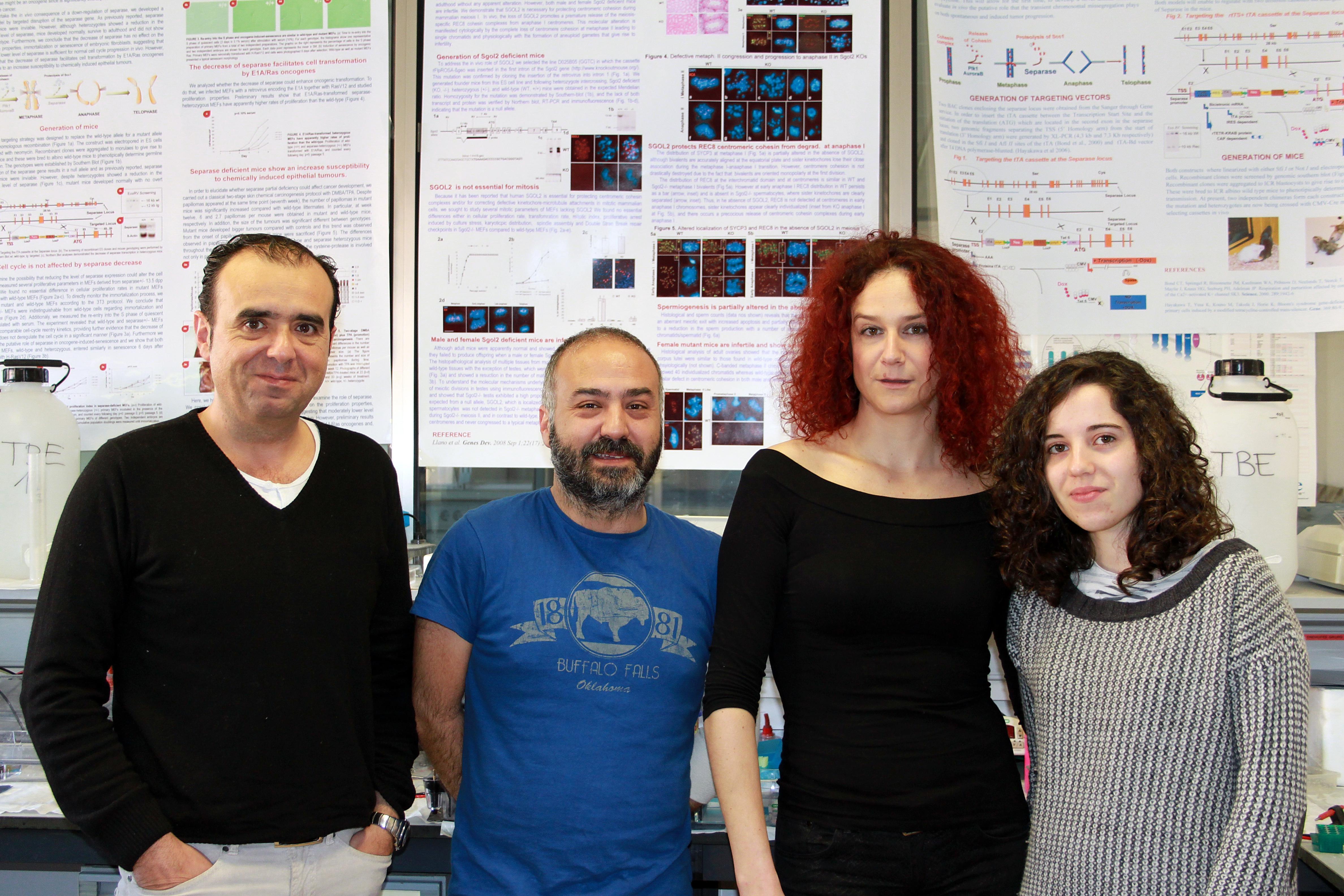 Alberto M. Pendás, jefe del grupo y científico titular del CSIC; Ignacio García-Tuñón, contratado postdoctoral del CSIC; Elena Llano, profesora de Fisiología de la Facultad de Medicina; y Laura Gómez-Hernández, becaria predoctoral. Fuente: Universidad de Salamanca.