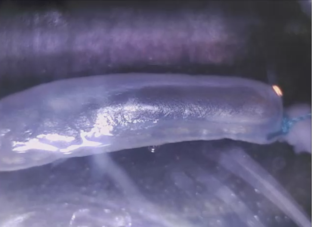 Prueba de resistencia mecánica en el órgano sin células que consiste en 10.000 ciclos de hinchado y deshinchado durante 72 horas. Fuente: Nature Communications.