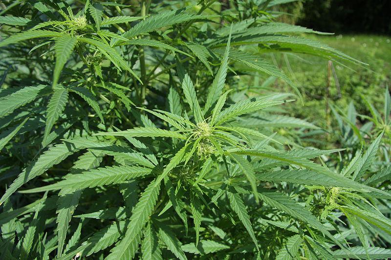 Planta de cannabis. Imagen: Chmee2. Fuente: Wikipedia.