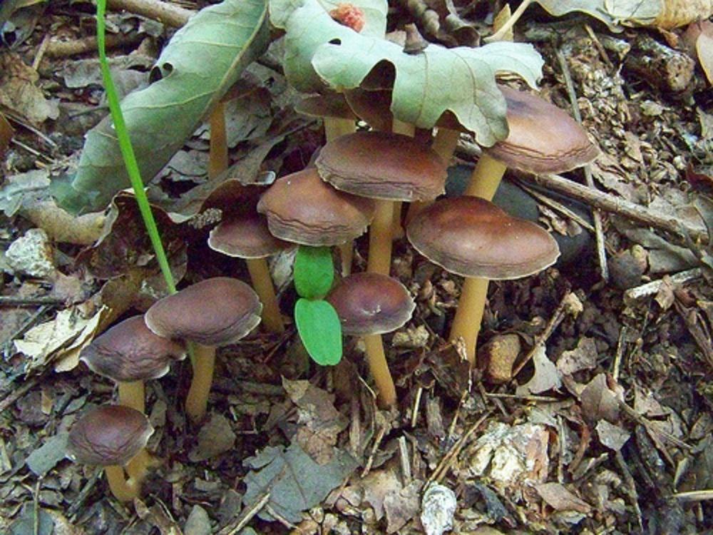 Hongos que poseen psilocibina. Imagen: D.C.Atty. Fuente: Flickr.