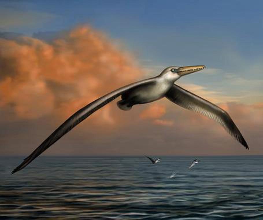Dibujo de 'Pelagornis sandersi', el ave voladora más grande conocida. Imagen: Liz Bradford. Fuente: NESCenter.