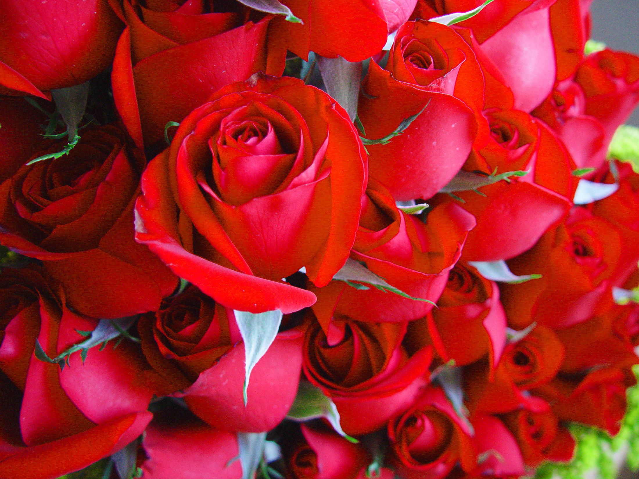 El olor del alcohol fenetílico, conocido como "olor a rosas", puede provocar irritación en asmáticos si éstos piensan que es irritante. Imagen: mterraza. Fuente: FreeImages.
