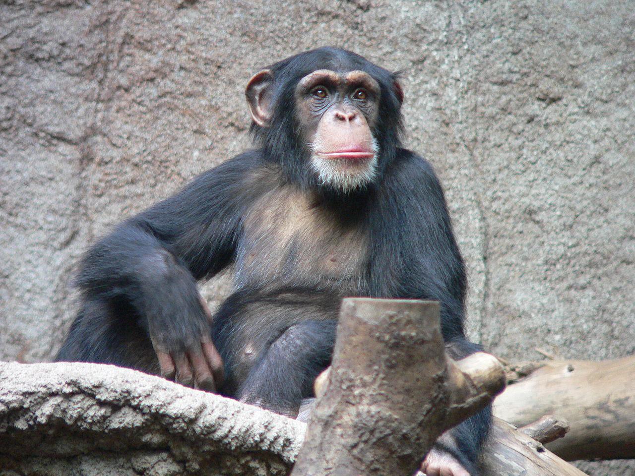 Chimpancé común. Imagen: Thomas Lersch. Fuente: Wikpedia.