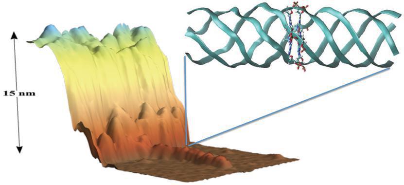 Imagen tomada con un microscopio de fuerzas atómicas de una molécula de G4-ADN depositada sobre una superficie de mica. La estructura atómica del G4-ADN se muestra arriba a la derecha. Fuente: UAM Gazette.