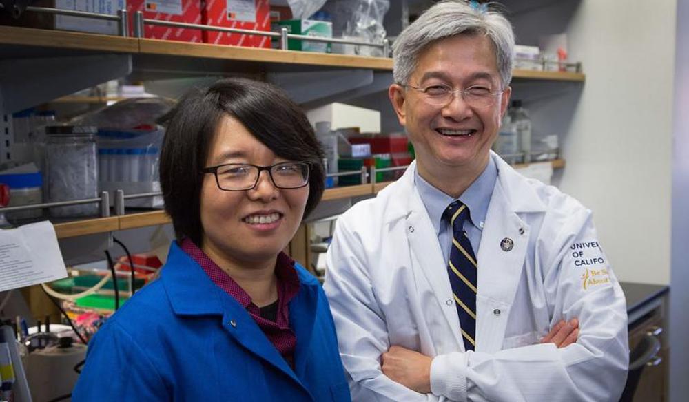 David Wong junto a su colaboradora Xinshu (Grace) Xiao. Imagen: Reed Hutchinson. Fuente: UCLA.