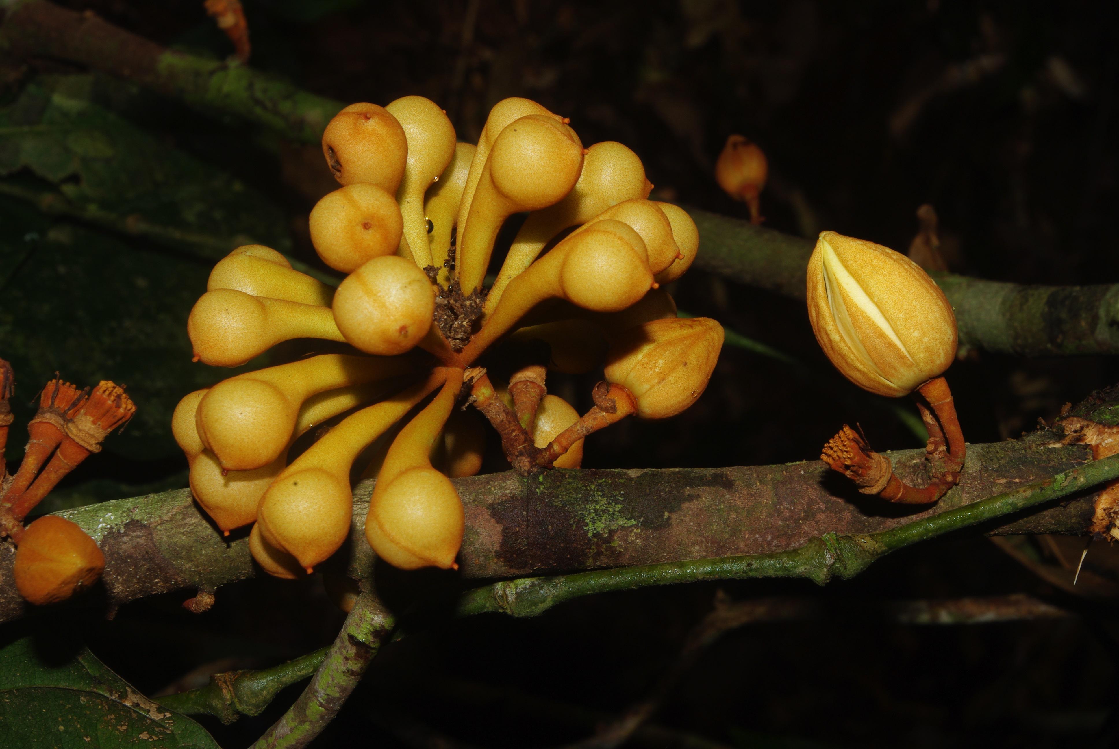 Anaxagorea phaeocarpa. Imagen: Thomas Couvreur. Fuente: http://annonaceae.myspecies.info