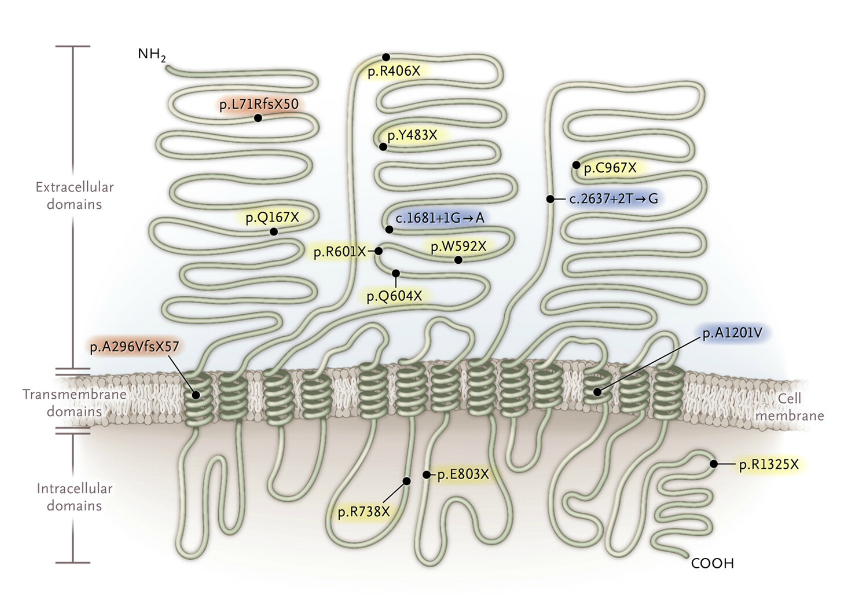 Mutaciones inactivantes del gen NPC1L1 identificadas en el estudio. Fuente: The New England Journal of Medicine.