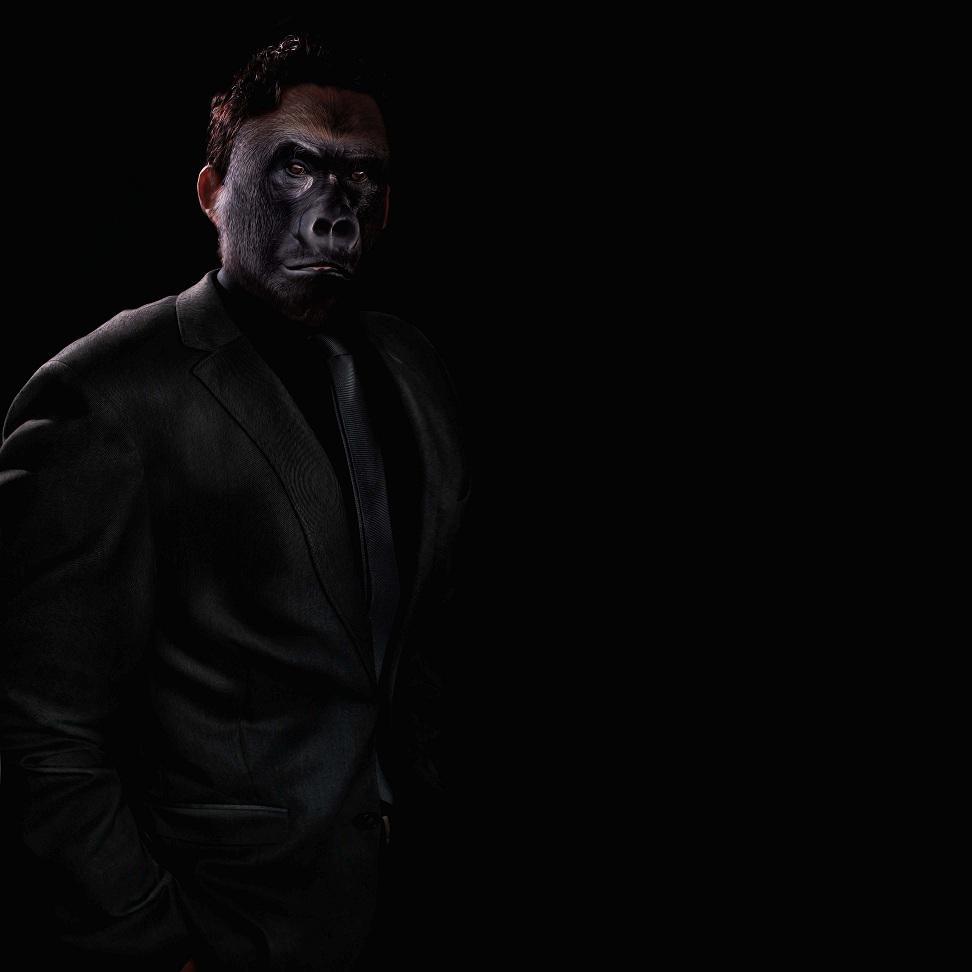 “Gorilla – Like a boss”. Imagen: David Blackwell. Fuente: Flickr.