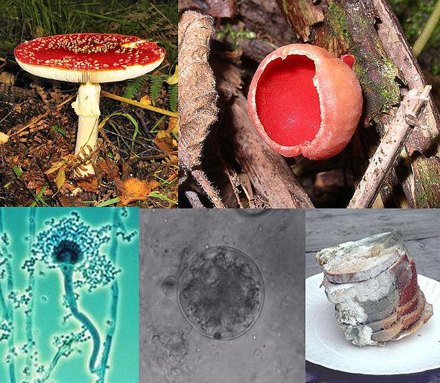 En el sentido de las agujas del reloj: 'Amanita muscaria', un basidiomiceto; 'Sarcoscypha coccinea', un ascomiceto; pan cubierto de moho; un quitridio; y un 'Aspergillus conidióforo'. Imagen: BorgQueen. Fuente: Wikipedia.