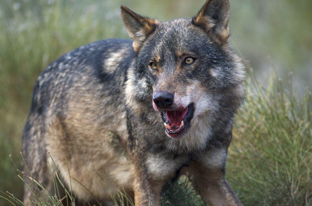 Lobo ibérico. Foto: Arturo de Frias Marques.