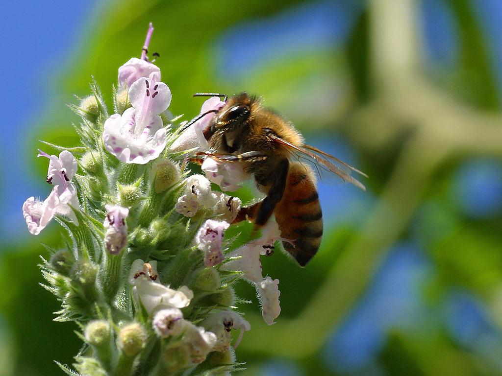 Abeja libando. Imagen. Jon Sullivan. Fuente: Wikipedia.