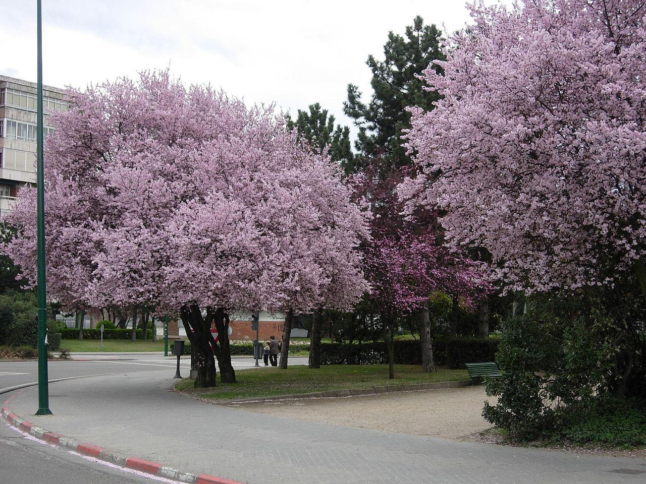 Almendros en flor en la Avenida de Salamanca (Valladolid) de Rondador - Trabajo propio. Disponible bajo la licencia CC BY-SA 3.0 vía Wikimedia Commons. 