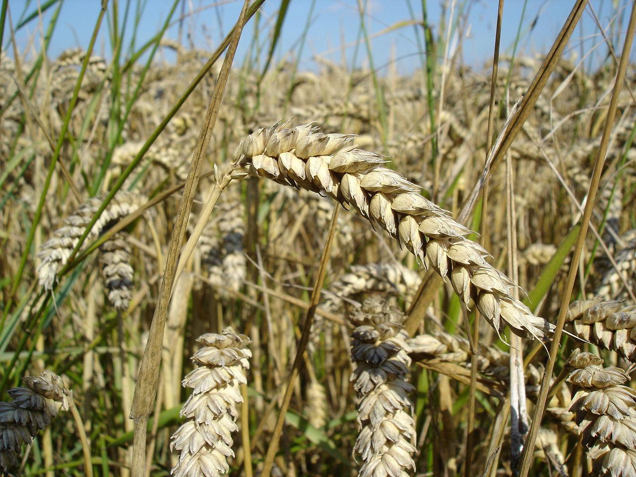 Espigas de trigo. Imagen: Bluemoose-Trabajo propio. Disponible bajo la licencia CC BY-SA 3.0 vía Wikimedia Commons. 
