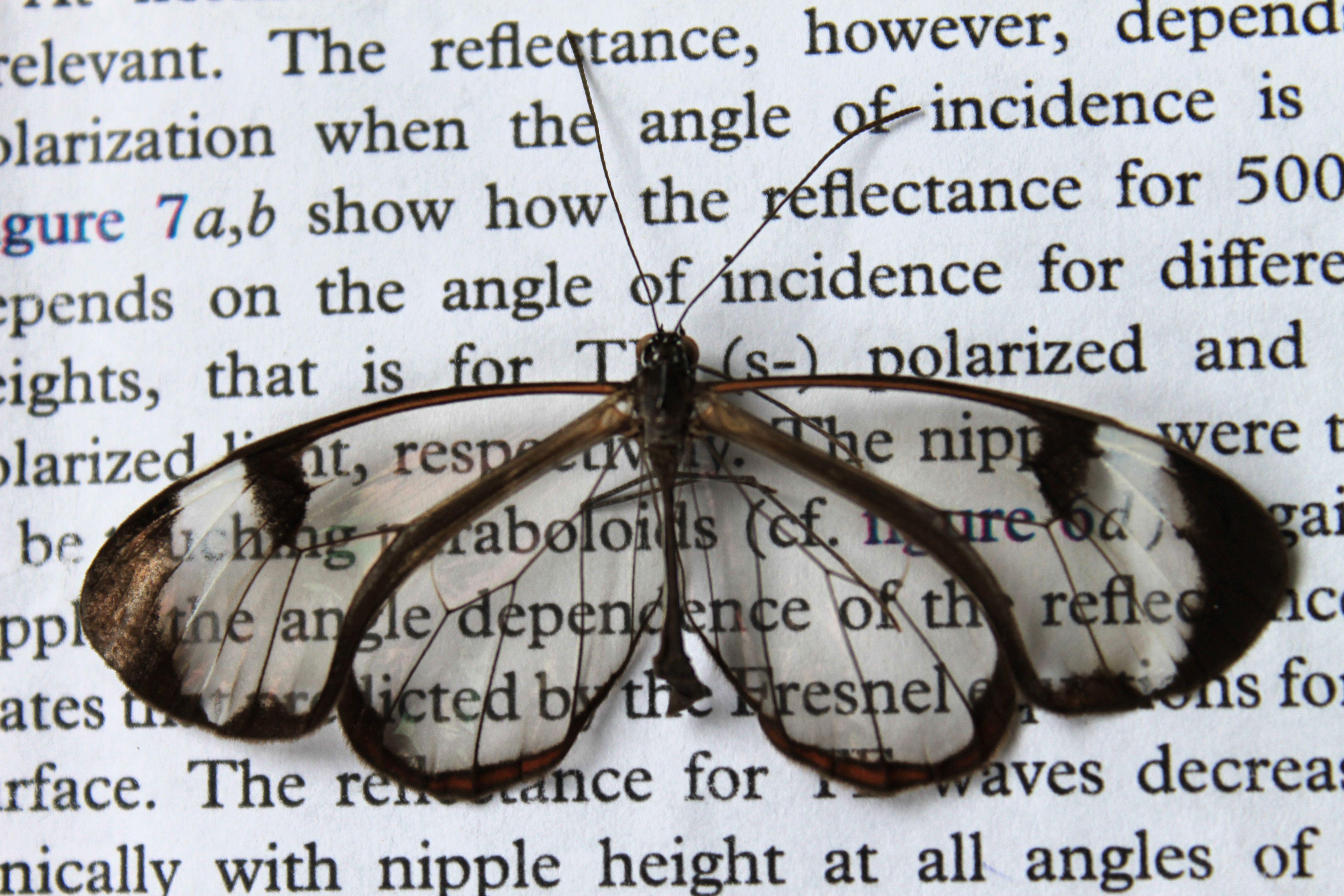 Mariposa de cristal, de alas transparentes. Imagen: Radwanul Hasan Siddique. Fuente: KIT.