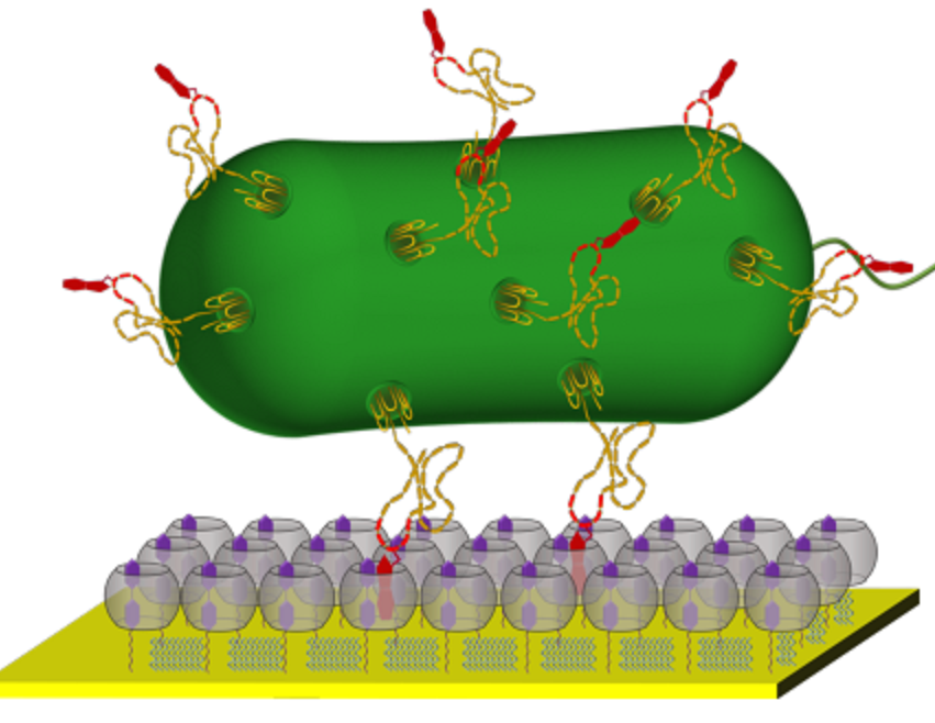 Bacteria 'pegada' al material. Fuente: Universidad de Twente.