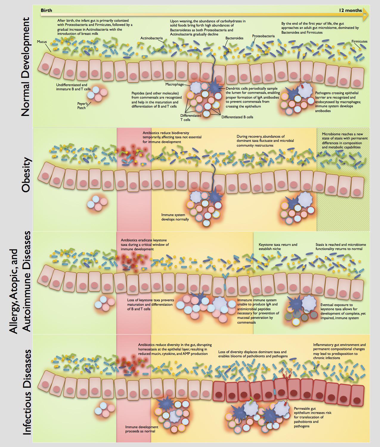 Ejemplos de cómo afectan los antibióticos a la microbiota intestinal y a las enfermedades de adulto. Fuente: Universidad de Minnesota.