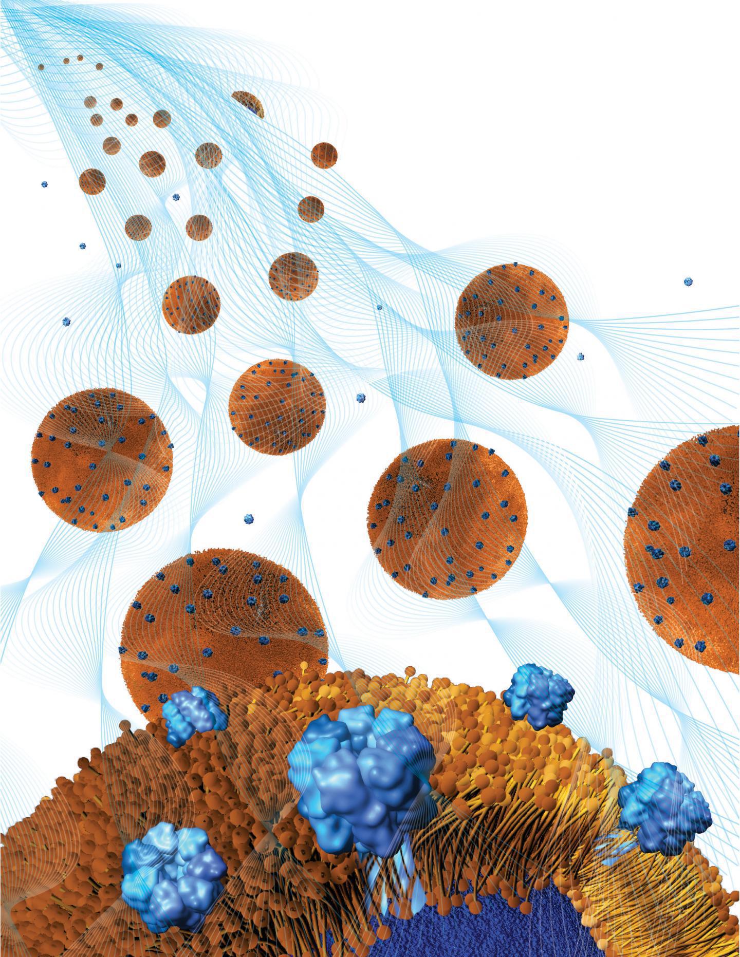 Nanoesponjas absorbentes de toxinas bacterianas, ubicadas dentro de un hidrogel. Fuente: Weiwei Gao/Jacobs School of Engineering/UC San Diego.