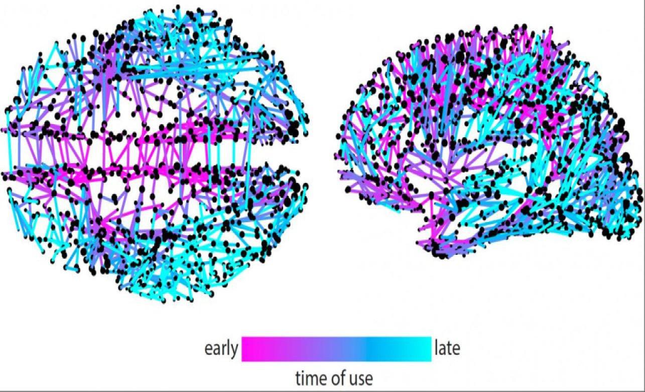 Esta imagen representa los momentos en que diferentes conexiones cerebrales se activan para difundir información. En general, la información parece propagarse rápidamente a partir de un núcleo compacto de vías centrales. Imagen: Olaf Sporns y Bratislav Misic. Fuente: IU.