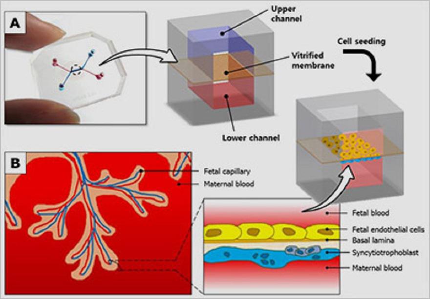 El dispositivo placenta-en-un-chip. La cámara azul y la roja están separadas por una membrana semipermeable. Los investigadores colocaron células maternales en una y fetales en la otra. Luego añadieron glucosa en la materna y observaron cómo se filtró a la fetal. Fuente: NIH.