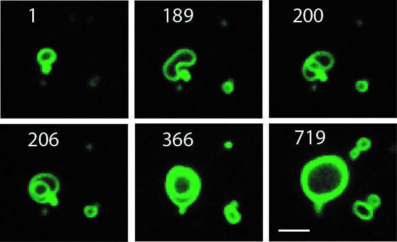 Secuencia de crecimiento de las células artificiales (el tiempo está mostrado en minutos). Imagen: Michael Hardy. Fuente: Universidad de California en San Diego.