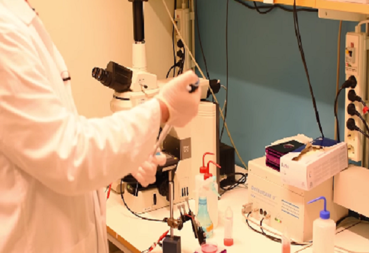 Los científicos han diseñado neuronas que reaccionan a estímulos químicos. Fuente: Instituto Karolinska.
