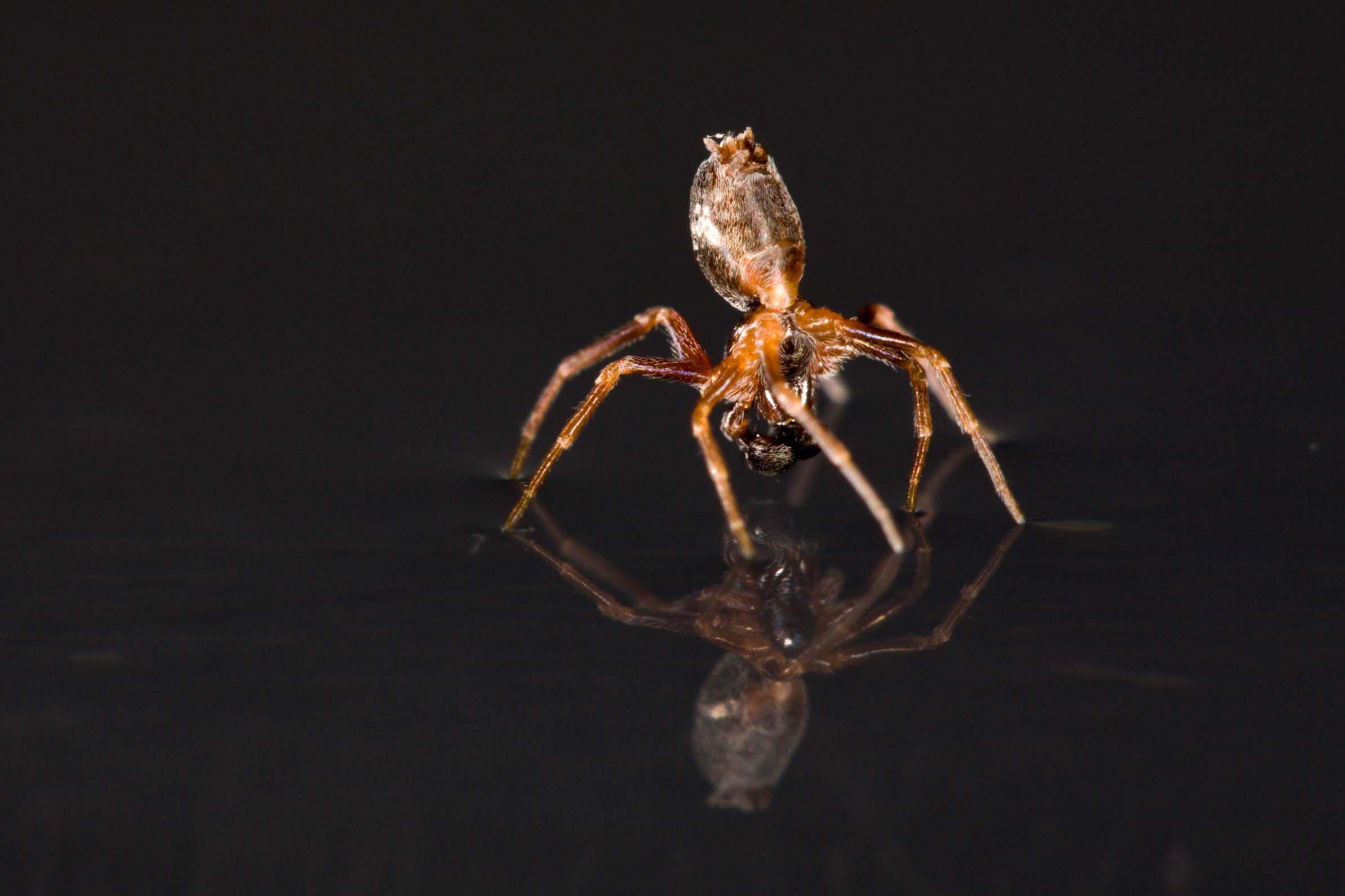 Araña en el agua. Imagen: Alexander Hyde. Fuente: DICyT.