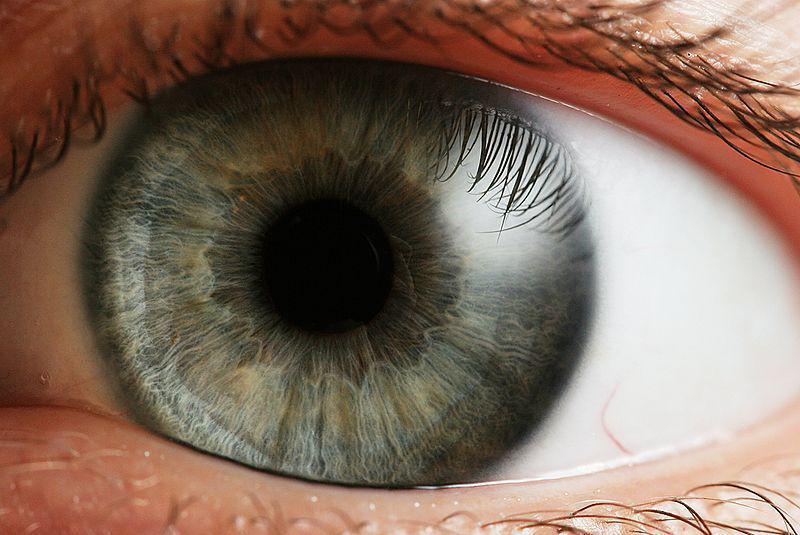 Ojo humano. Fuente: Wikimedia Commons.