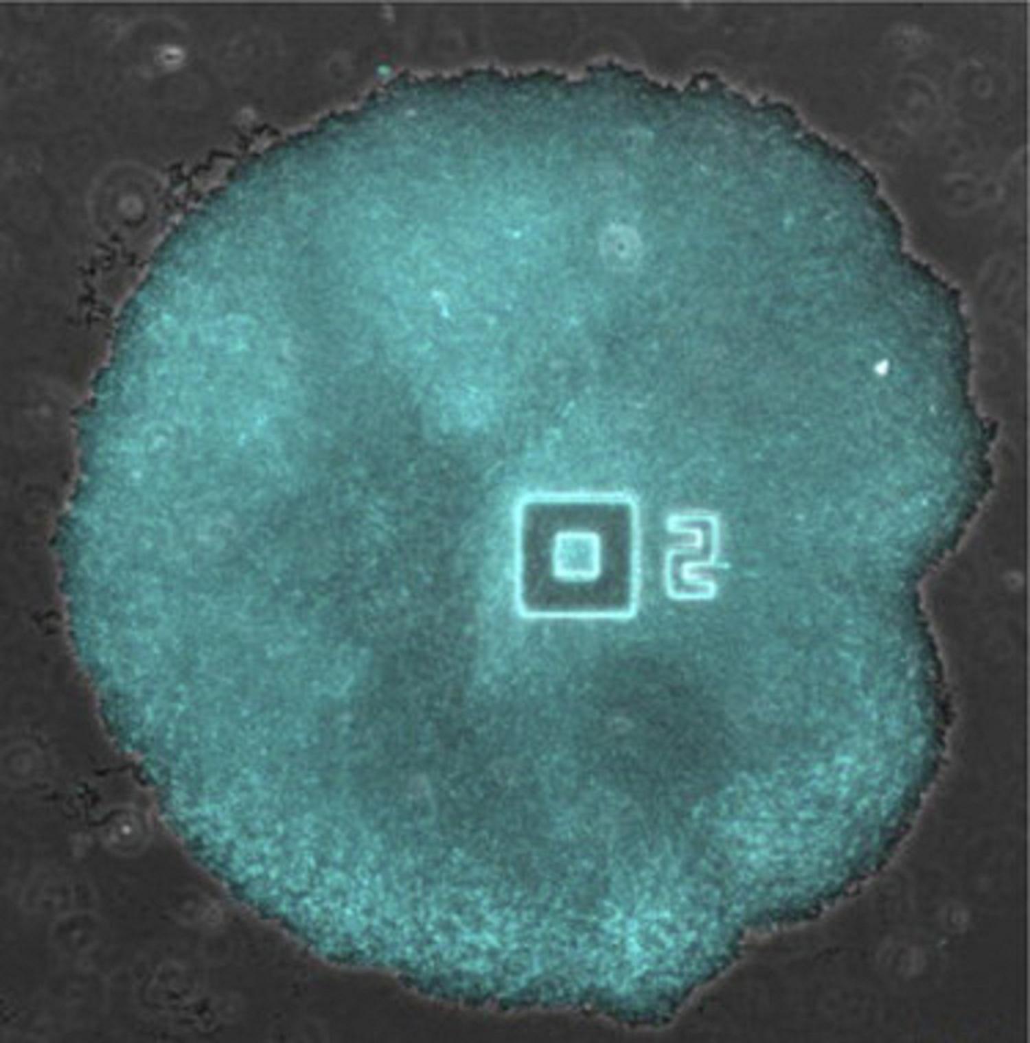 Biofilm bacteriano teñido con marcador de potencial de acción azul. Fuente: UPF.