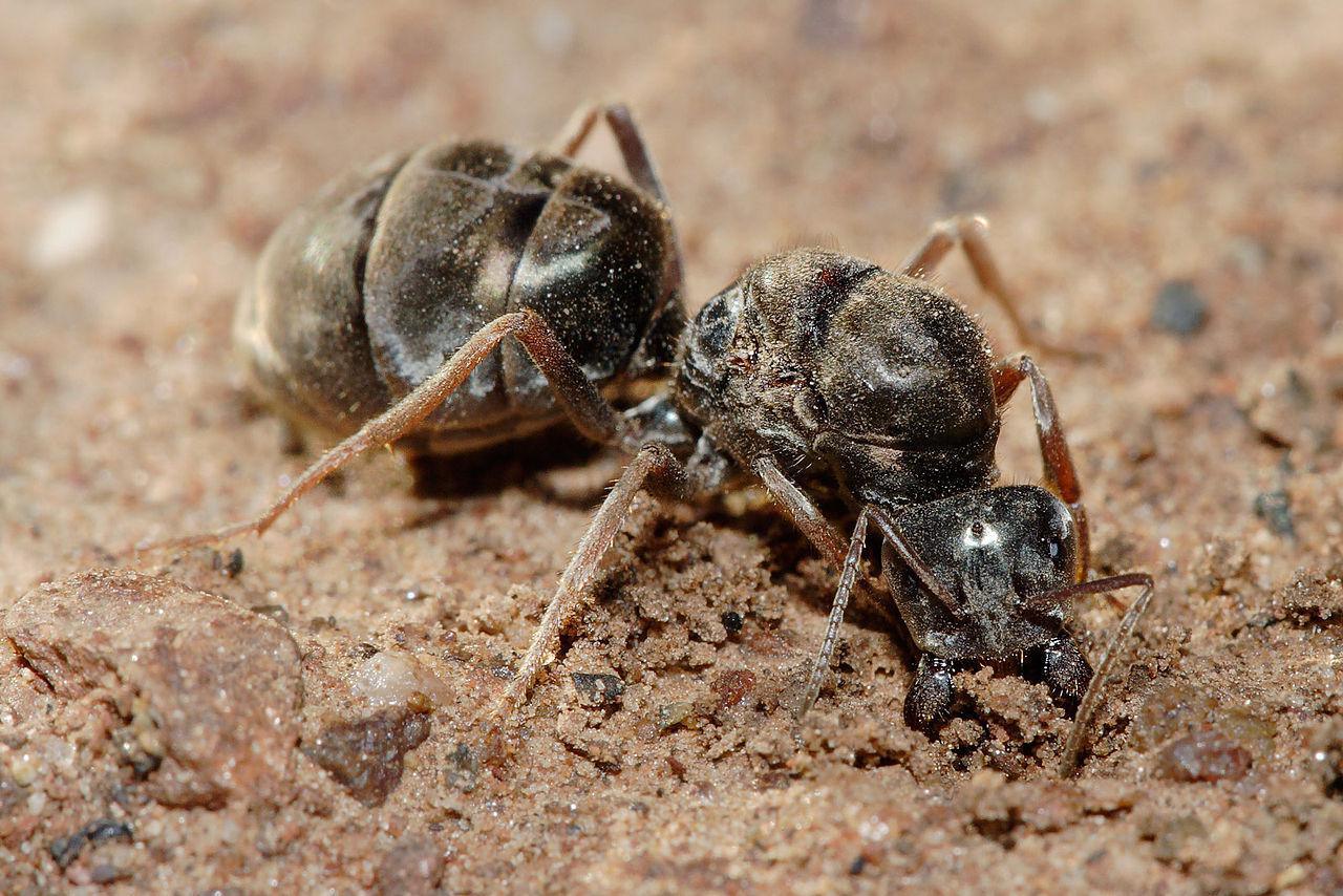 Reina de hormiga de la carne. Imagen: “Meat eater ant qeen excavating hole”. Fuente: Publicado bajo la licencia GFDL 1.2 vía Wikimedia Commons. 