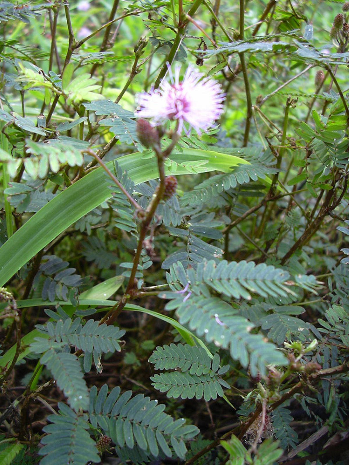 Mimosa púdica. Imagen: Forest & Kim Starr. Fuente: Disponible bajo la licencia CC BY 3.0 vía Wikimedia Commons.
