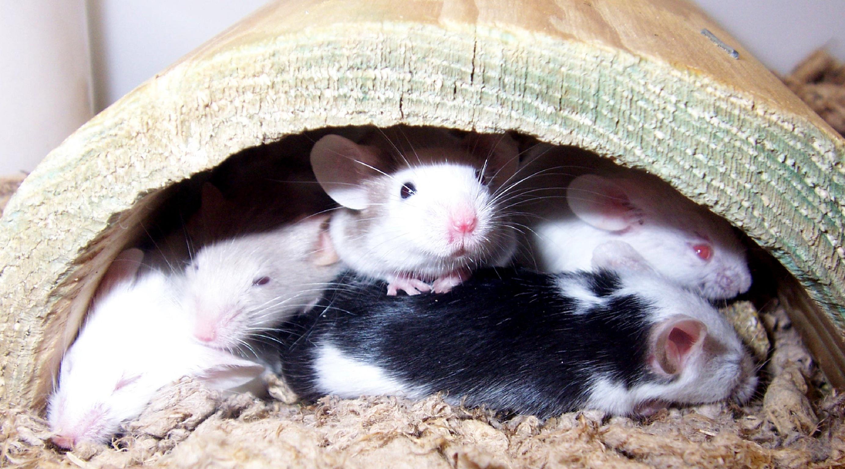Ratones. Imagen: Polarqueen. Fuente: Wikipedia.